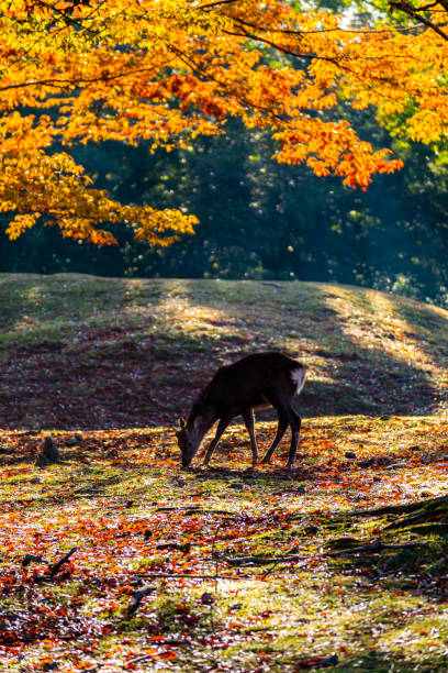 istock Nara Park and deer in autumn 1255313302