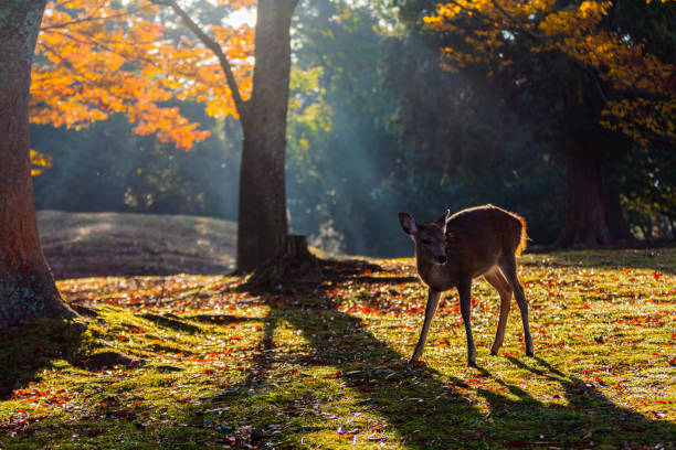 istock Nara Park and deer in autumn 1255313308