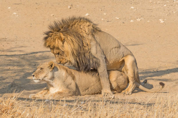istock Mating Lions in the Kalahari 1255317583