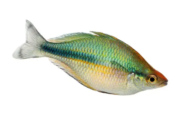 Turquoise Rainbowfish Aquarium Fish Lake Kutubu rainbowfish Melanotaenia lacustris