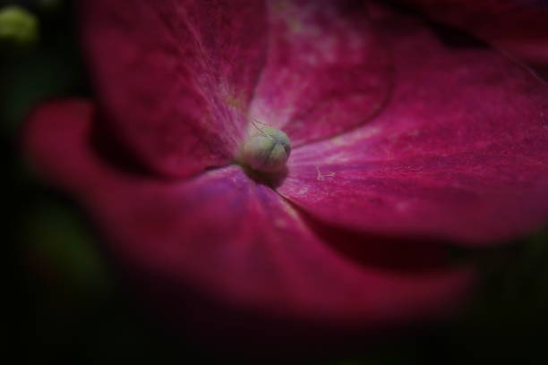 istock Red petals hydrangea macro photo of 1255325977
