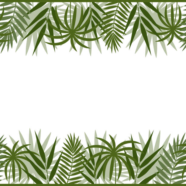 istock border frame with tropical leaves of monstera, palm and bamboo green on a white background, color vector illustration, design, decoration, print, texture, banner 1255326777