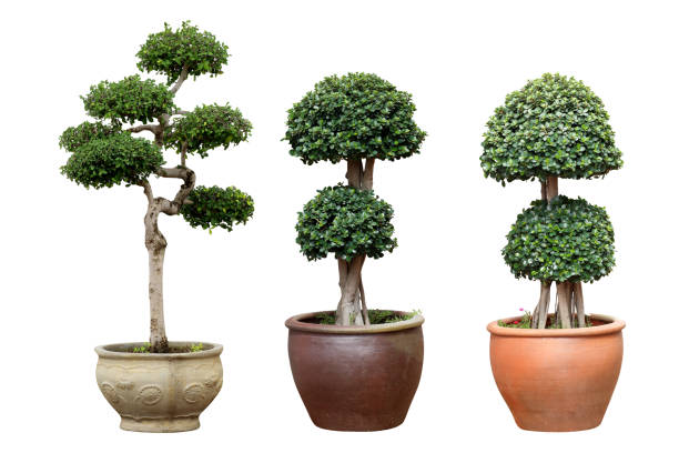 istock Bonsai tree in pot isolated on white 1255326977