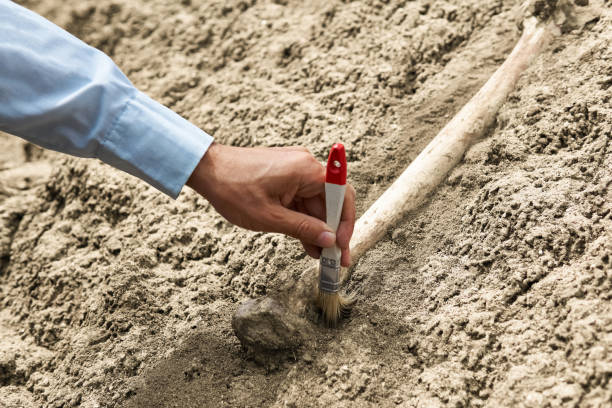 istock paleontologist's hand with brush cleansing fossil bone from sand 1255327507