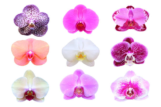 istock Collection beautiful orchid flower isolated on white 1255327589
