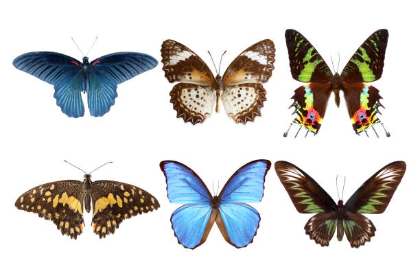 istock group of butterfly isolated on white background 1255327730