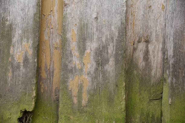background old wooden boards top gray bottom with green mold. - injecting tree close up old imagens e fotografias de stock