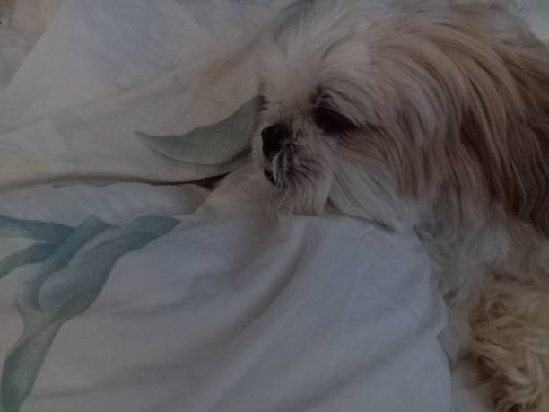 istock Chuckie the Shih tzu 1255328704