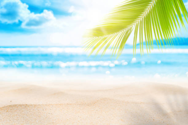 istock Blur beautiful nature green palm leaf on tropical beach with bokeh sun light wave abstract background. 1255329217