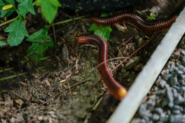 istock The millipedes on the ground. 1255329416