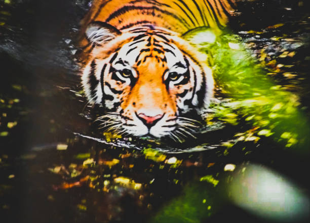 A tiger drinking water shot from in between leafs of tree
