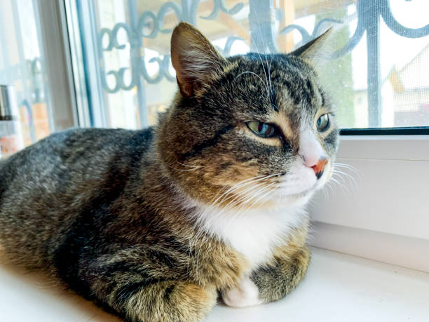 istock Domestic cat lies on window. Studio Photo 1255330933