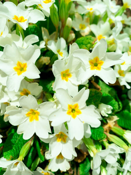 istock White floral background from Primula. Studio Photo 1255330968