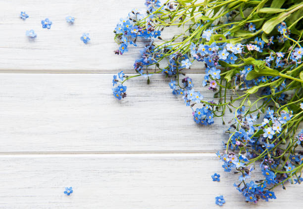 istock Forget-me-nots on white wooden background 1255330993