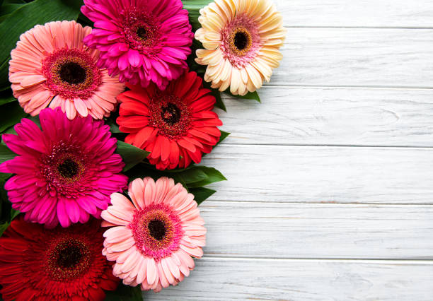 istock Bright gerbera flowers on a white wooden background 1255330994