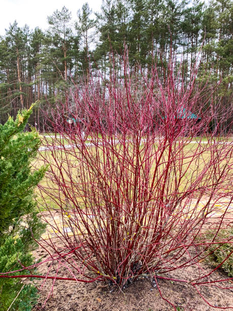 Bush with red branches without leaves Bush with red branches without leaves, Cornus sanguinea cornus sanguinea stock pictures, royalty-free photos & images