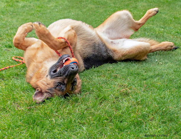 szczęśliwy figlarny owczarek niemiecki - puppy dog toy outdoors zdjęcia i obrazy z banku zdjęć