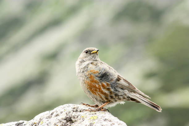 istock Alpine Accentor sitting on stone in natural habitat 1255331233
