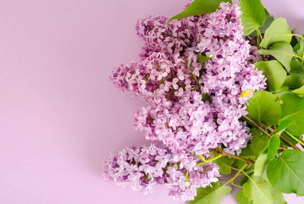 istock Blooming lilac branches on bright background. Studio Photo 1255331267