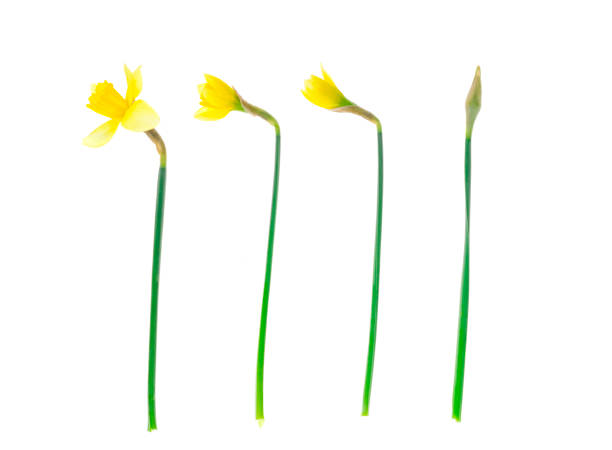 istock Spring garden daffodils on white background. Photo 1255332138