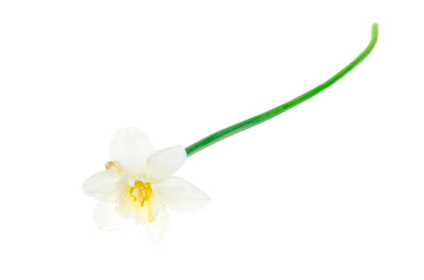 Spring garden daffodils on white background. Studio Photo