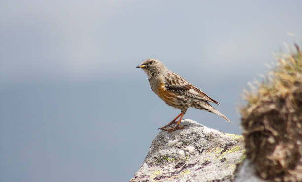 istock Alpine Accentor sitting on stone in natural habitat 1255332209