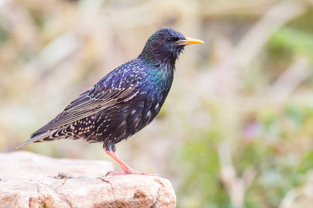 istock Common Starling in natural habitat 1255333583
