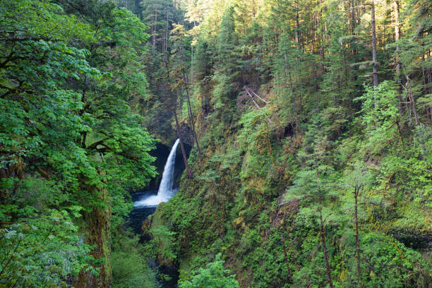 istock Metlako Falls in the Eagle Creek Trail 1255337917
