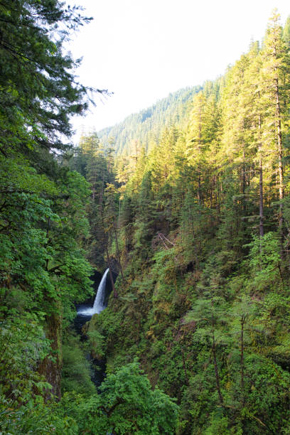 istock Metlako Falls in the Eagle Creek Trail 1255337921