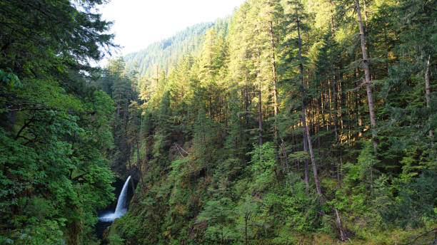 istock Metlako Falls in the Eagle Creek Trail 1255337924