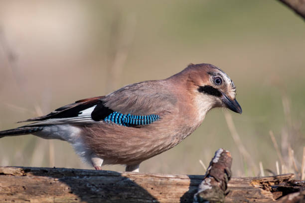 istock Jay bird portrait in natural habitat 1255338665