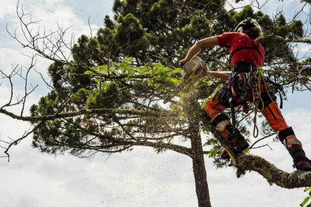 professional pruner cutting a tree with a chainsaw - hedge shear imagens e fotografias de stock