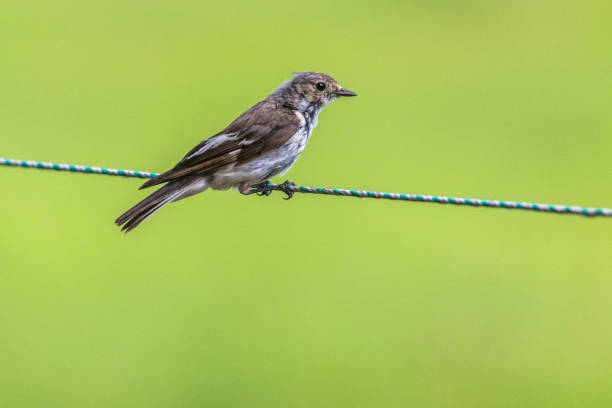 istock European Pied Flycatcher 1255338992