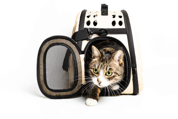 istock The cat sits in a carrying bag for transportation 1255339768