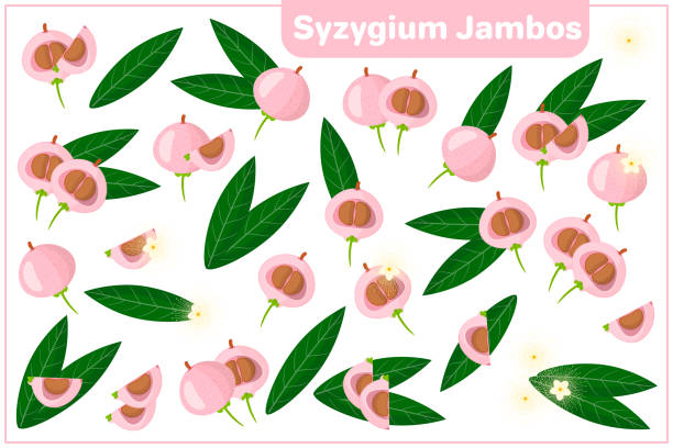 Set of vector cartoon illustrations with Syzygium Jambos exotic fruits, flowers and leaves isolated on white background Set of vector cartoon illustrations with whole, half, cut slice Syzygium Jambos exotic fruits, flowers and leaves isolated on white background syzygium jambos stock illustrations