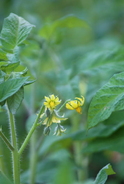 These tomato plants are green and healthy and the blossoms will soon become delicious tomatoes. These are grown in an organic garden and started from seed.