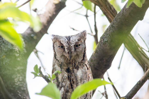 istock Scops Owl in natural habitat 1255339995