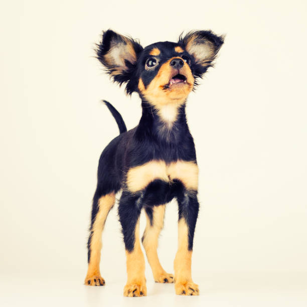 Funny young puppy of Russian toy terrier on a white background. Funny young puppy of Russian toy terrier on a white background. - image russkiy toy stock pictures, royalty-free photos & images