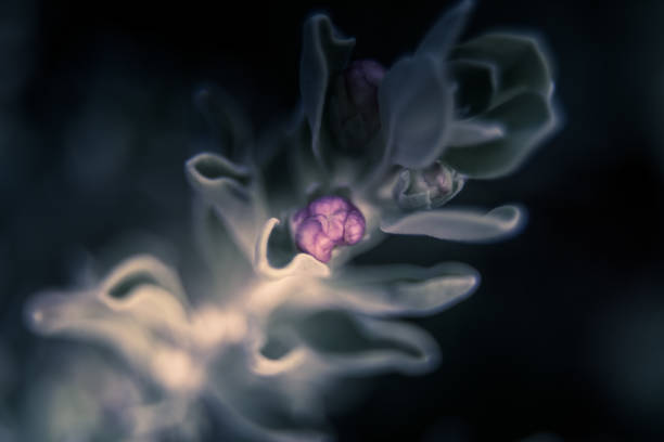 Soft, defocused and dynamic abstract. Fresh and natural texture and pattern background of a plant.