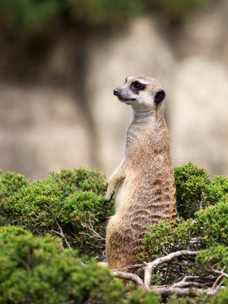istock Meerkat on a green bush 1255340157