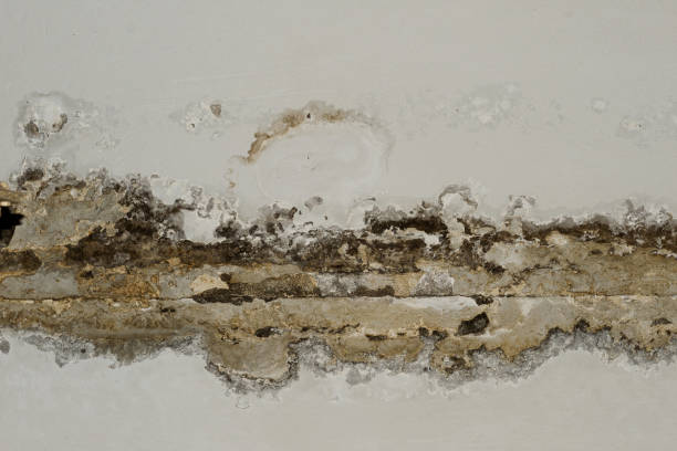 Consequences of leaking roof in the old office room Consequences of leaking roof in the old office room - image mold remediation stock pictures, royalty-free photos & images