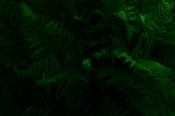 istock Dark green leaves background. Close-up. Top view. 1255341967
