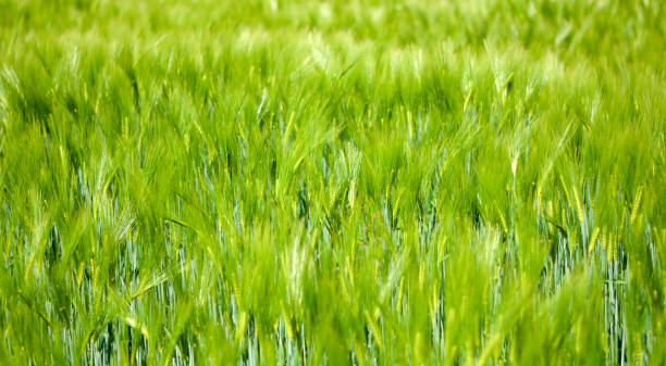 istock a wheat field moved by the wind 1255342050