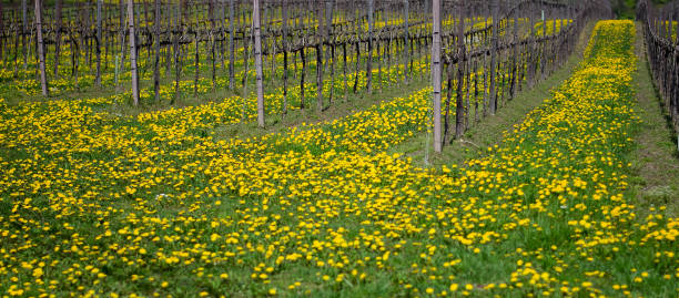 schöne weinberge - grape heart shape fruit bunch stock-fotos und bilder