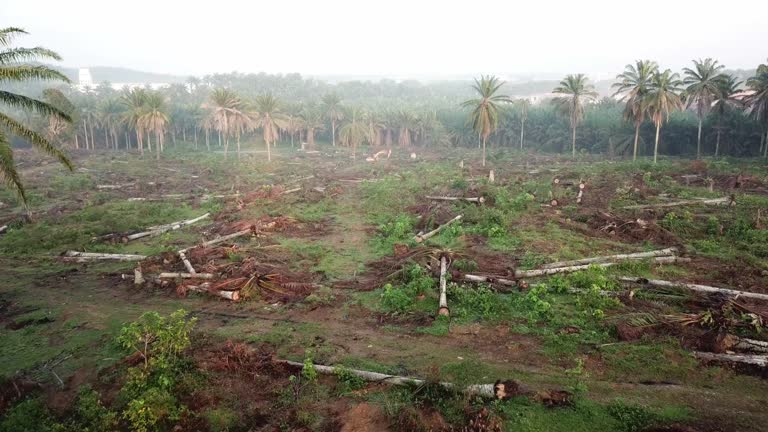 Agricultural oil palm area is clear for other