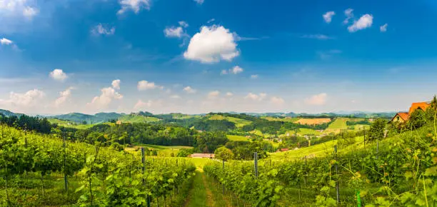 Vineyards panorama Sulztal Leibnitz area famous destination wine street area south Styria , wine country in summer. Tourist destination. Green hills and crops of grapes. Sunny weather blue sky Tourist spot.