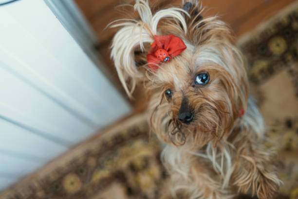 istock Smart look of a curious dog. 1255344644