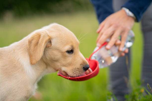 istock thirsty puppy dog 1255346953