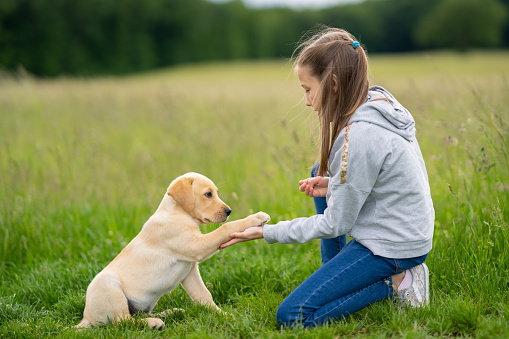 side view labrador puppy giving the paw to girl kneeling in grass outdoors in rural landscape on cloudy day in spring