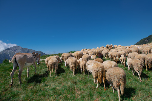 Flockof sheep with donkey in mountain pastur